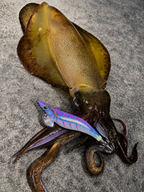 Yamashita Squid Jig EGI OH LIVE  – Size 3.5 Blue