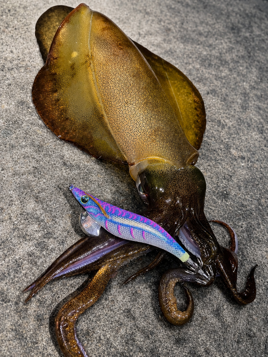 Yamashita Squid Jig EGI OH LIVE  – Size 3.5 Blue