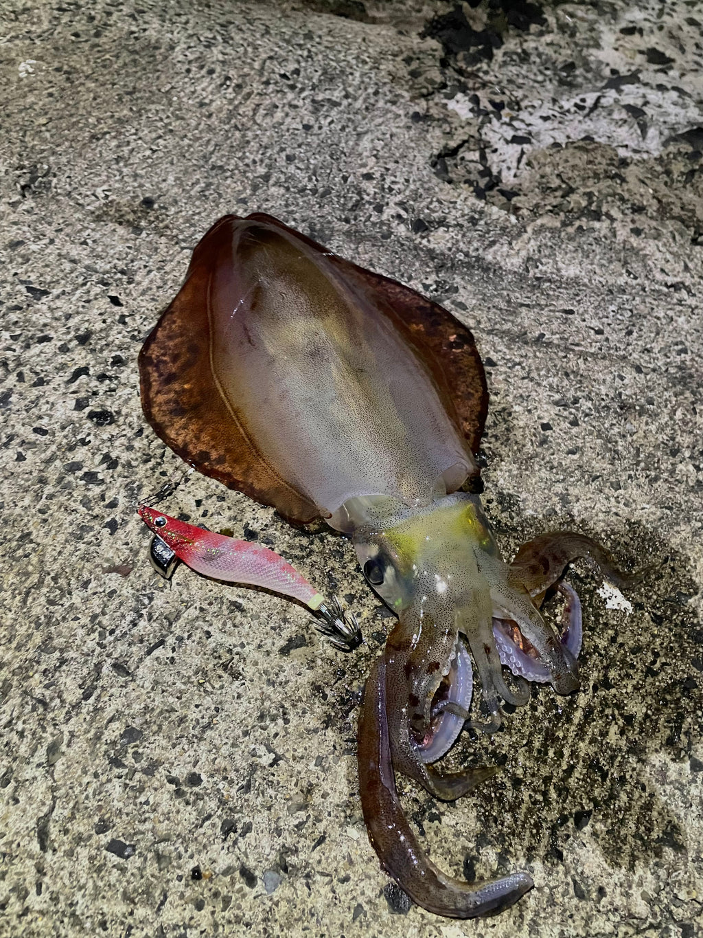 Yamashita Squid Jig EGI OH F – Size 3.0 Red Head