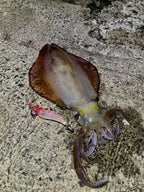 Yamashita Squid Jig EGI OH F – Size 3.0 Red Head